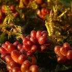 The Living Forest (353) : Coral Carpet Stonecrop