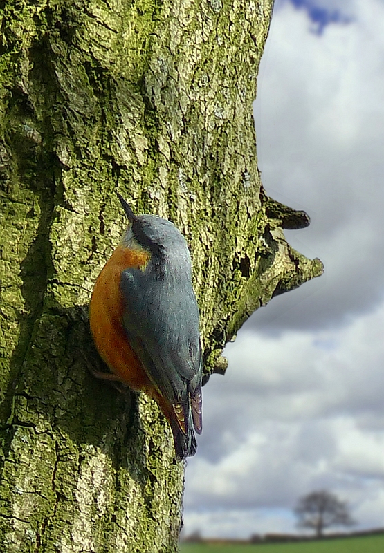 The Living Forest (354) : Nuthatch