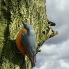 The Living Forest (354) : Nuthatch