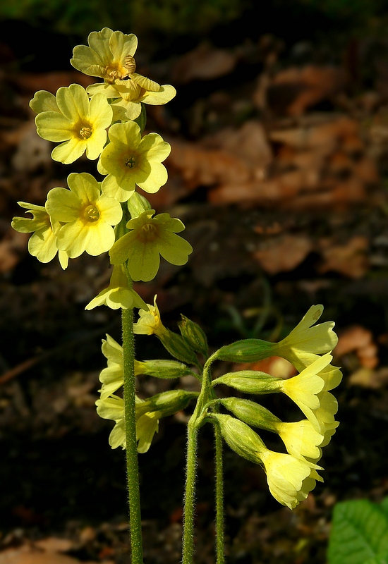 The Living Forest (355) : Oxlip