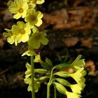 The Living Forest (355) : Oxlip