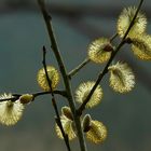 The Living Forest (356) : Willow Catkins