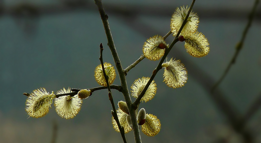 The Living Forest (356) : Willow Catkins