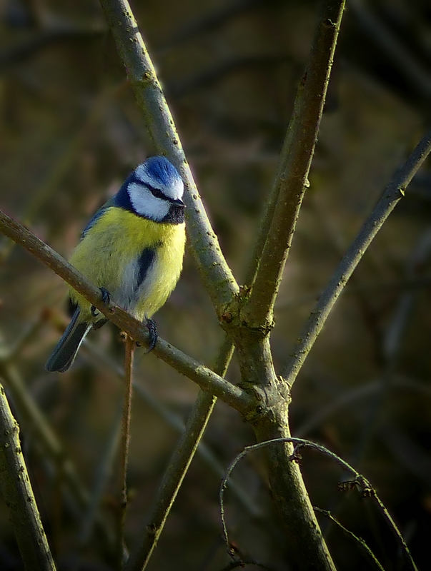 The Living Forest (357) : Blue Tit