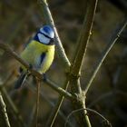 The Living Forest (357) : Blue Tit