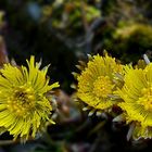 The Living Forest (358) : Coltsfoot