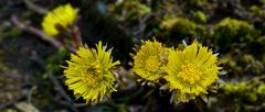 The Living Forest (358) : Coltsfoot