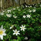 The Living Forest (359) : Wood Anemones