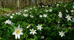 The Living Forest (359) : Wood Anemones