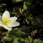 The Living Forest (36) : Wood Anemone