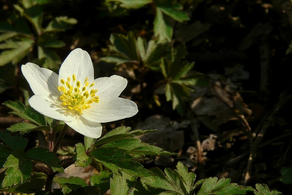 The Living Forest (36) : Wood Anemone