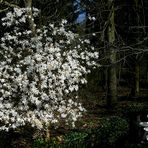 The Living Forest (360) : Star Magnolia