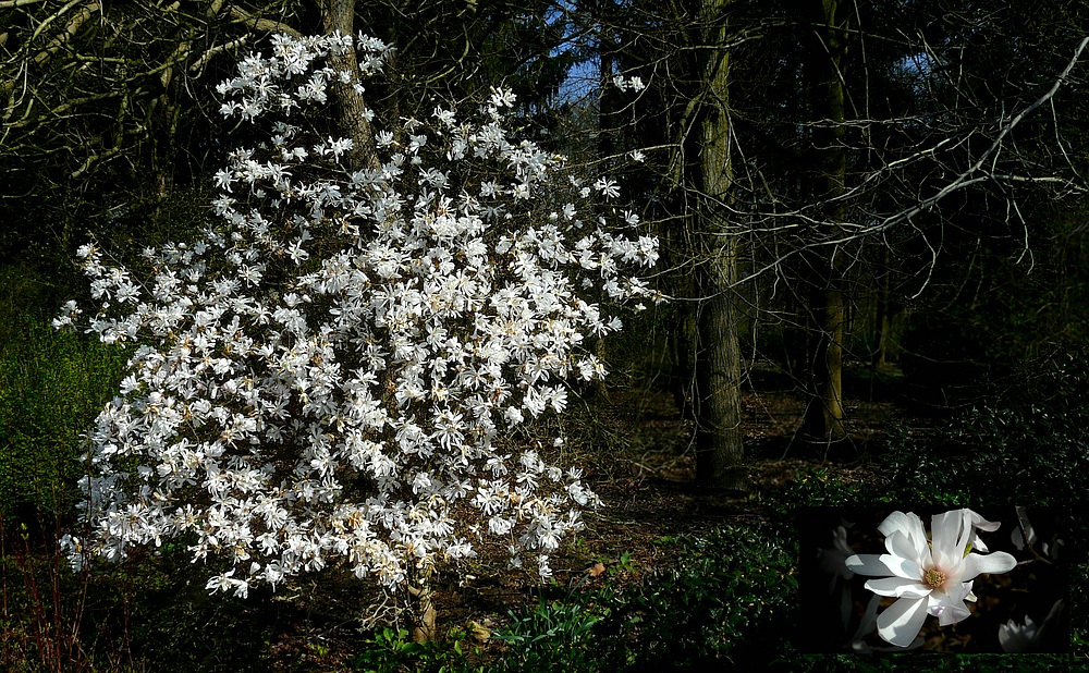 The Living Forest (360) : Star Magnolia