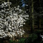 The Living Forest (360) : Star Magnolia