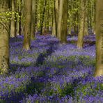 The Living Forest (362) : A sea of Bluebells