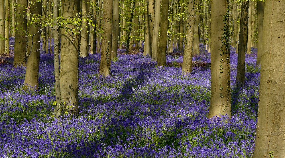 The Living Forest (362) : A sea of Bluebells
