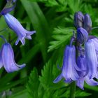 The Living Forest (363) : Bluebells