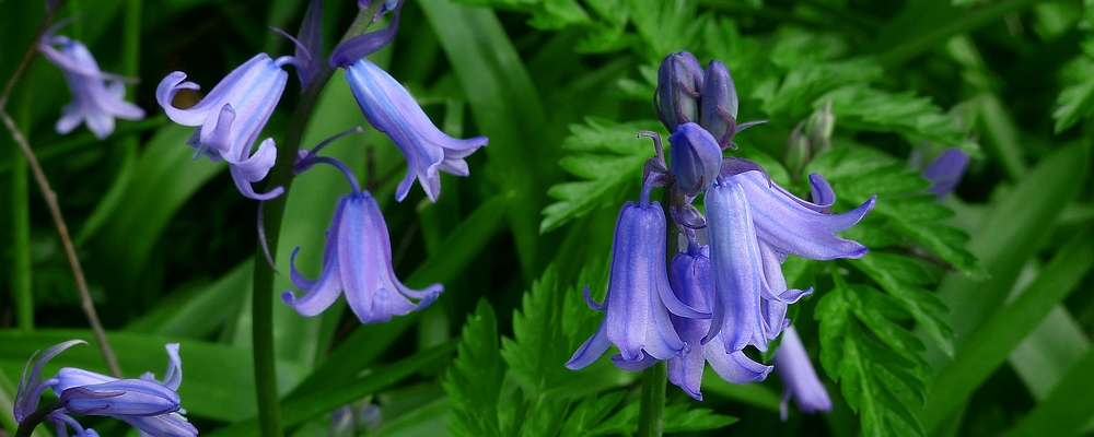 The Living Forest (363) : Bluebells