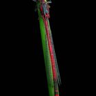 The Living Forest (364) : Large Red Damselfly