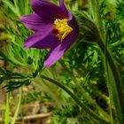 The Living Forest (365) : Pasque flower
