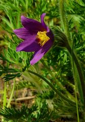 The Living Forest (365) : Pasque flower