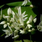 The Living Forest (367) : Wild Garlic