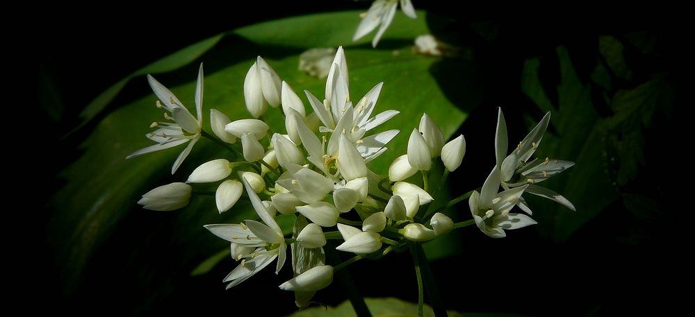 The Living Forest (367) : Wild Garlic