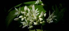 The Living Forest (367) : Wild Garlic