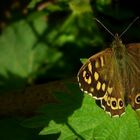 The Living Forest (368) : Speckled Wood