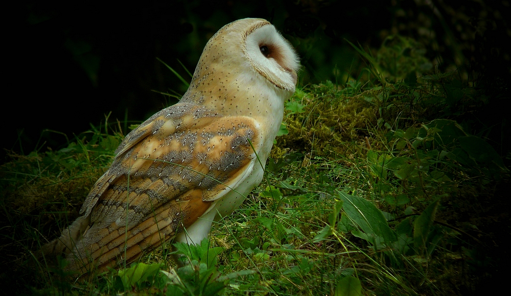 The Living Forest (369) : Barn owl