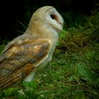 The Living Forest (369) : Barn owl