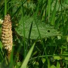 The Living Forest (37) : Horsetail