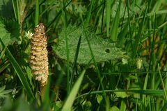 The Living Forest (37) : Horsetail