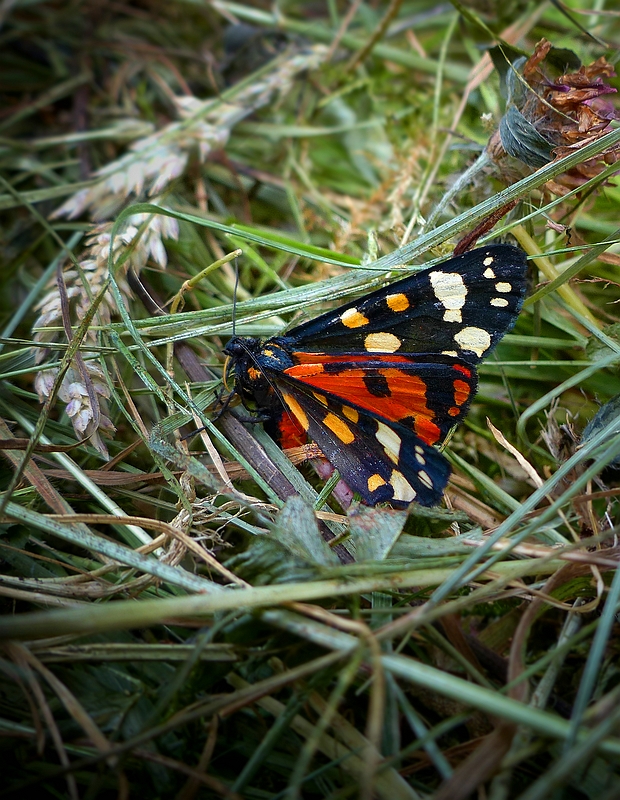 The Living Forest (370) : Scarlet Tiger