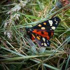 The Living Forest (370) : Scarlet Tiger