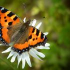 The Living Forest (371) : Small Tortoiseshell 