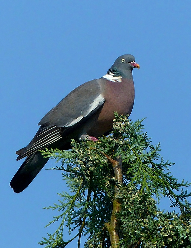 The Living Forest (372) : Wood Pigeon