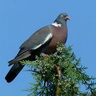 The Living Forest (372) : Wood Pigeon