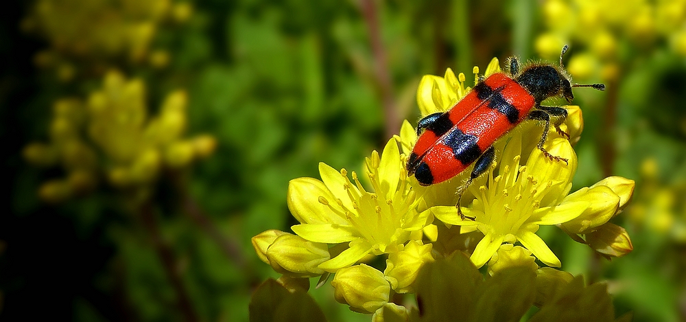 The Living Forest (373) :  Bee Wolf