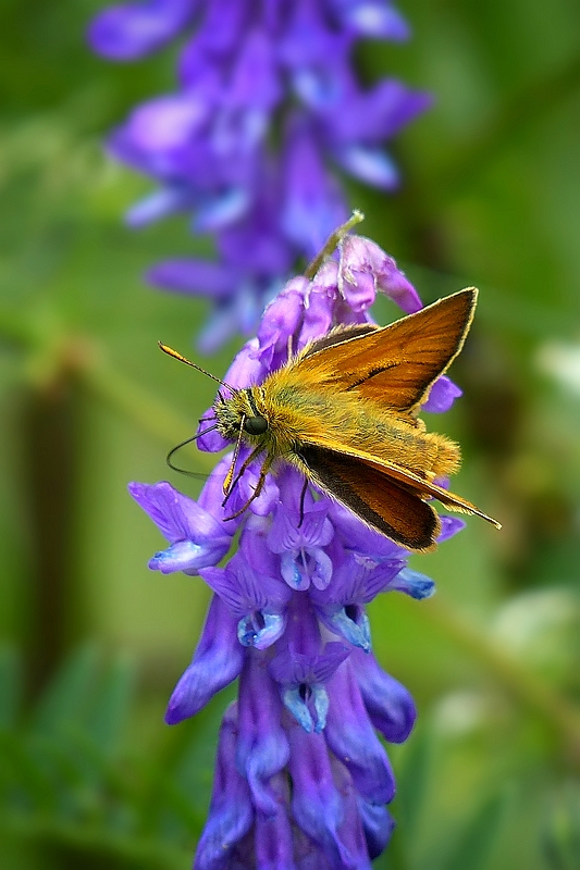 The Living Forest (374) : Small Skipper