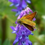 The Living Forest (374) : Small Skipper