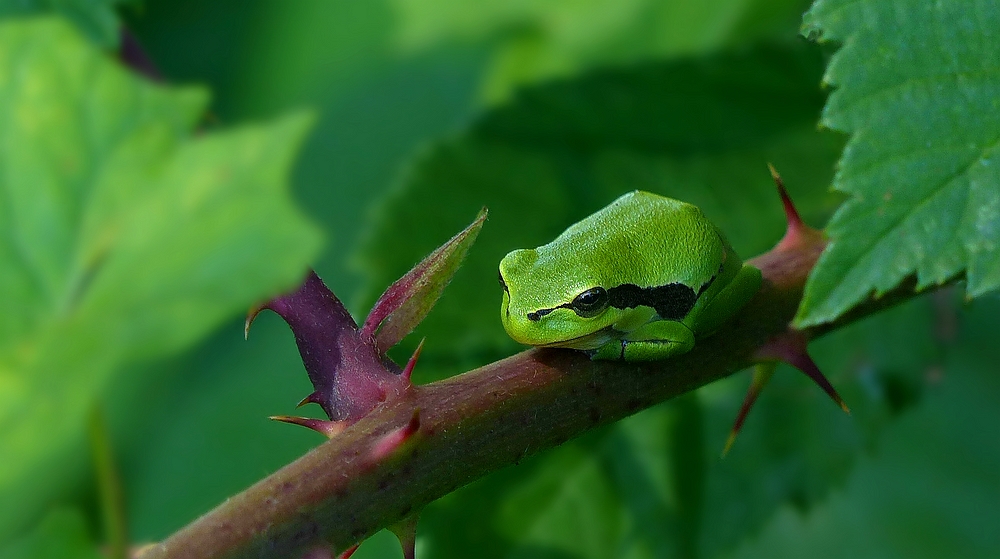 The Living Forest (375) : Tree Frog