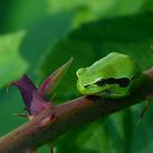 The Living Forest (375) : Tree Frog