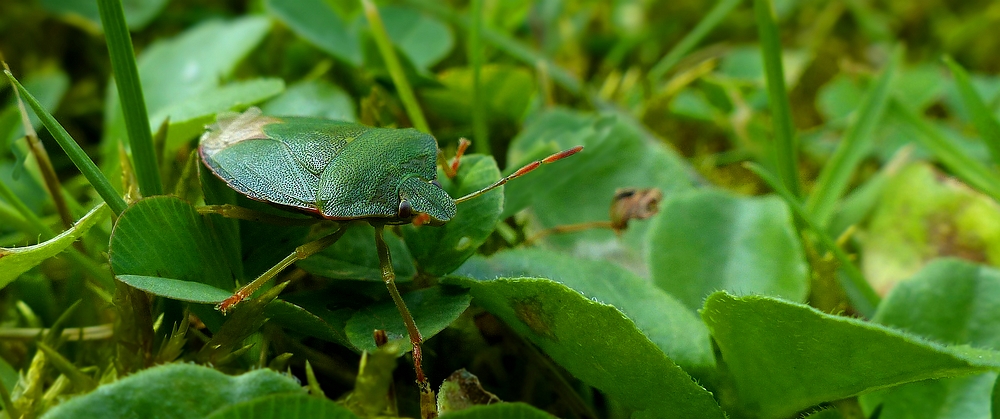 The Living Forest (376) : Green Shield Bug