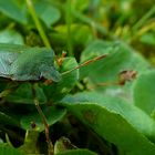 The Living Forest (376) : Green Shield Bug