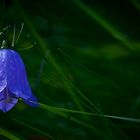 The Living Forest (377) : Harebell 