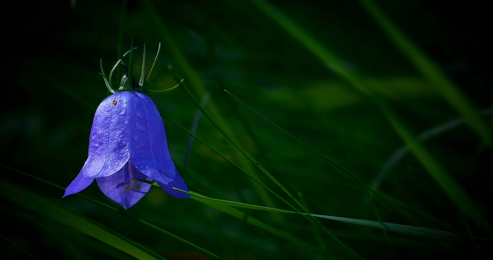 The Living Forest (377) : Harebell 