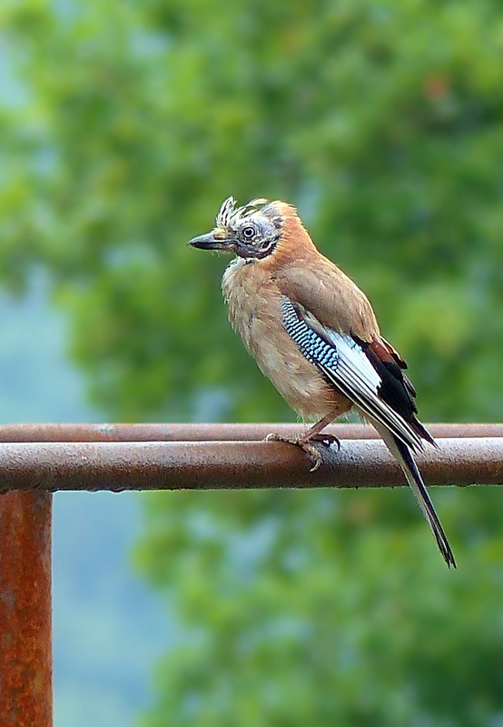 The Living Forest (378) : the bald Jay.....