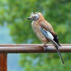 The Living Forest (378) : the bald Jay.....