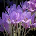 The Living Forest (379) : Autumn Crocus